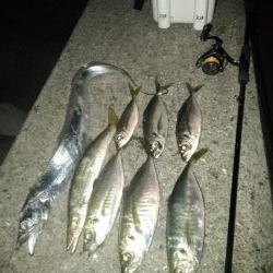 (尺アジ)フロートゲーム