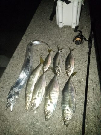 (尺アジ)フロートゲーム