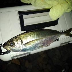 (尺アジ)フロートゲーム