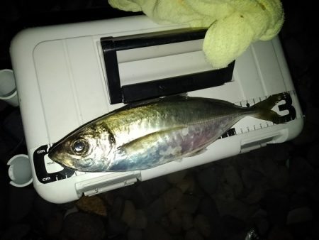 (尺アジ)フロートゲーム