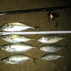 (尺アジ)フロートゲーム