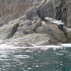 磯にグレを狙って