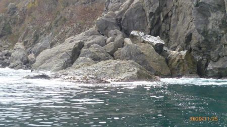 磯にグレを狙って