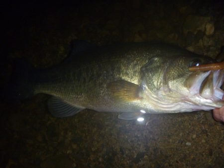 今年初チャター