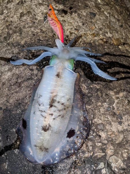 イカがいない！