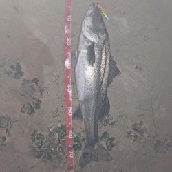 座布団と期待したが…