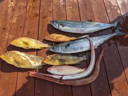 サワラはうみゃーー