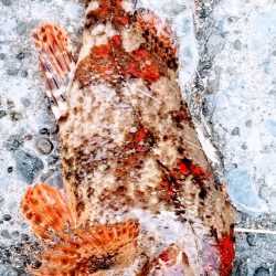 久しぶりの陸っぱりです