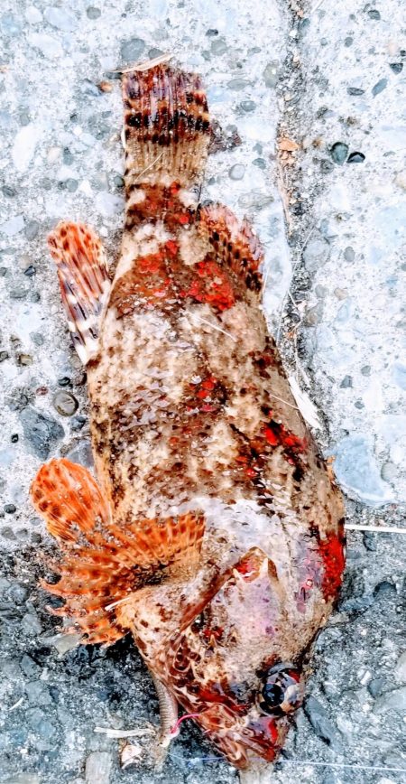 久しぶりの陸っぱりです