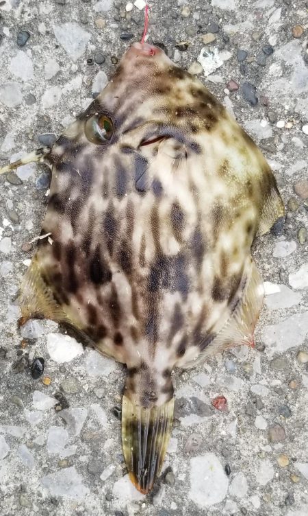 今年２回目の陸っぱりです