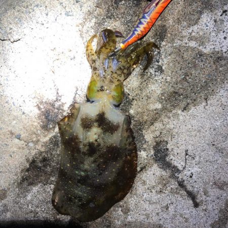 2020佐渡ヶ島エギング 43回目