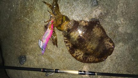 朝マズメエギング