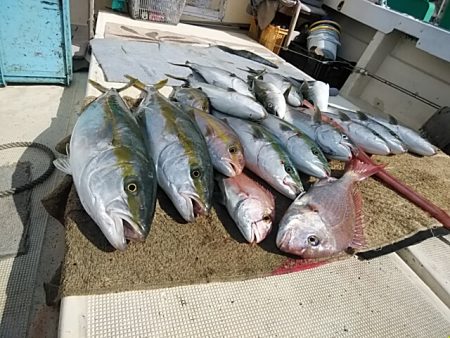 大物釣果速報！●光義丸：平戸市早福港