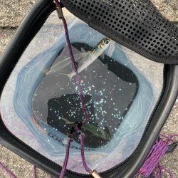 ミニアコウ釣りました。