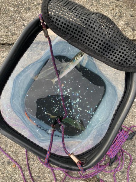 ミニアコウ釣りました。