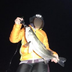 牡鹿半島シーバス