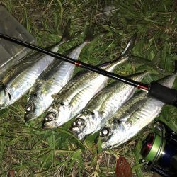 最近、アジが好調な南港へ