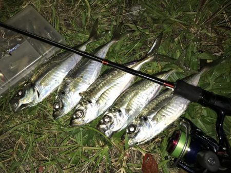 最近、アジが好調な南港へ