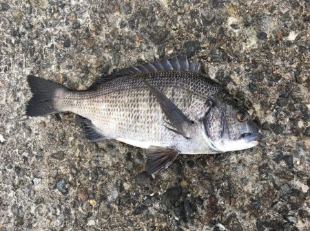 落とし込みでチヌ！