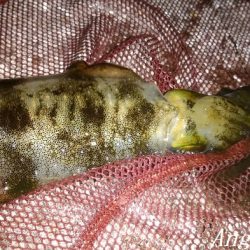 なんとかアオリイカ。