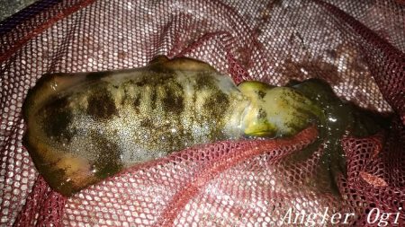 なんとかアオリイカ。