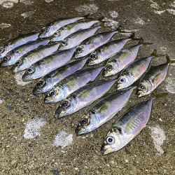 瀬戸内の島アジング(2020-21)