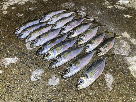 瀬戸内の島アジング（2020-21)