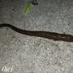 タチウオ不在もアナゴはいる！