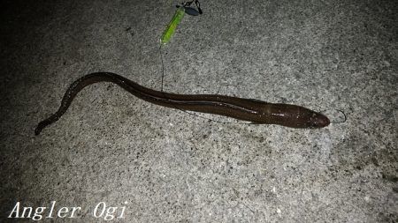 タチウオ不在もアナゴはいる！