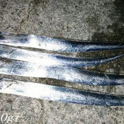 東浦でタチウオ・西浦で良型アジ！！