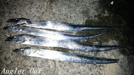 東浦でタチウオ・西浦で良型アジ！！