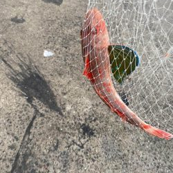 和歌山中紀でショアジギングとエギング