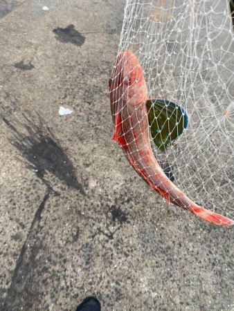 和歌山中紀でショアジギングとエギング