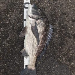 イチノ兄弟、釣果！