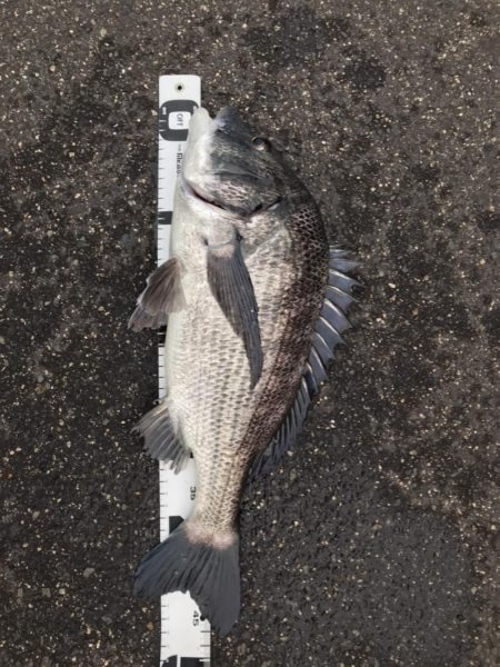 イチノ兄弟、釣果！