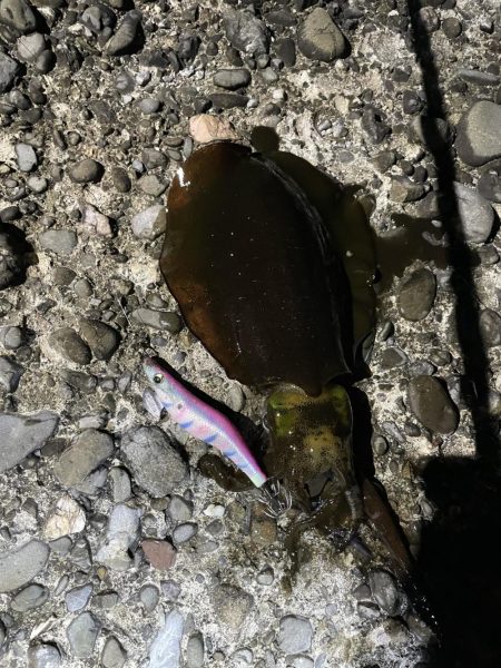 エギング大会開催してアオリイカ釣ってきまし…