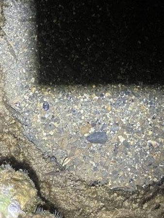 今年のエギングあたりポイントでアオリイカ