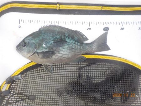 大蔵海岸グレ絶好調