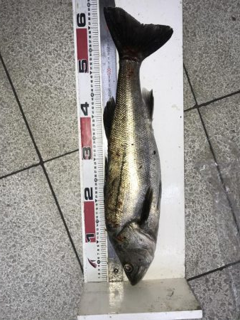 ルアー表層巻き