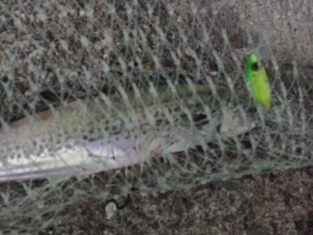 今年初サゴシ。