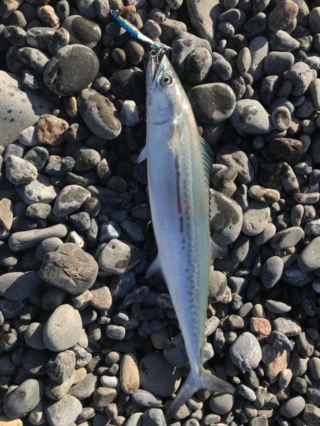 サーフでライトショアジギング