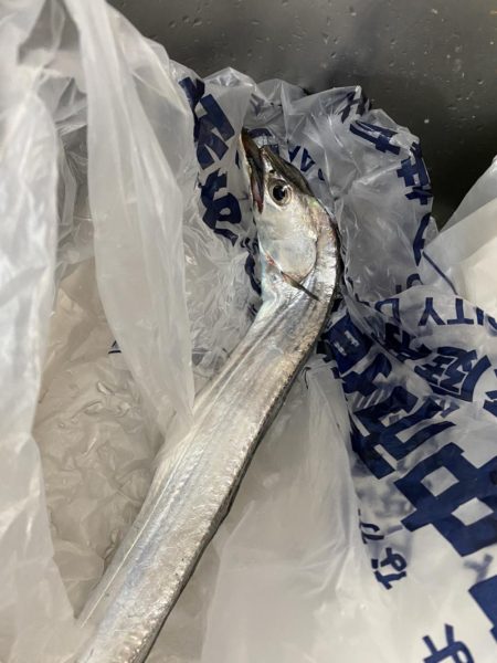 まさかのタチウオ