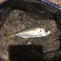 アジが多くなってます!