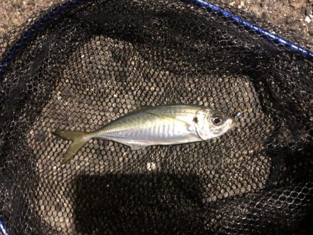 アジが多くなってます!