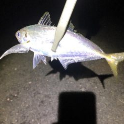 今激アツ アジング