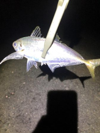 今激アツ アジング