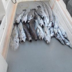 遊漁船SOUTH(サウス)11/15釣果