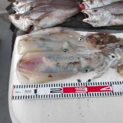 遊漁船SOUTH(サウス)釣果