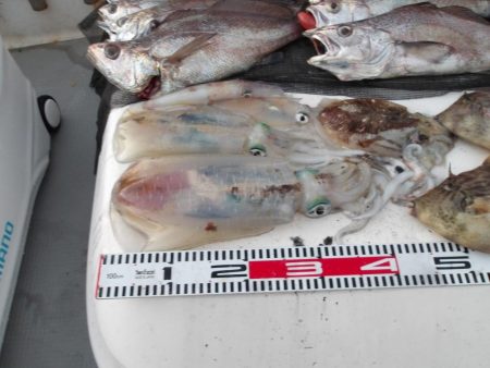 遊漁船SOUTH(サウス)釣果