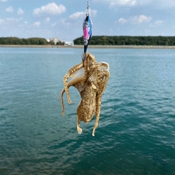 姫路イイダコ（2020-1）